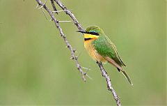 Little Bee-eater